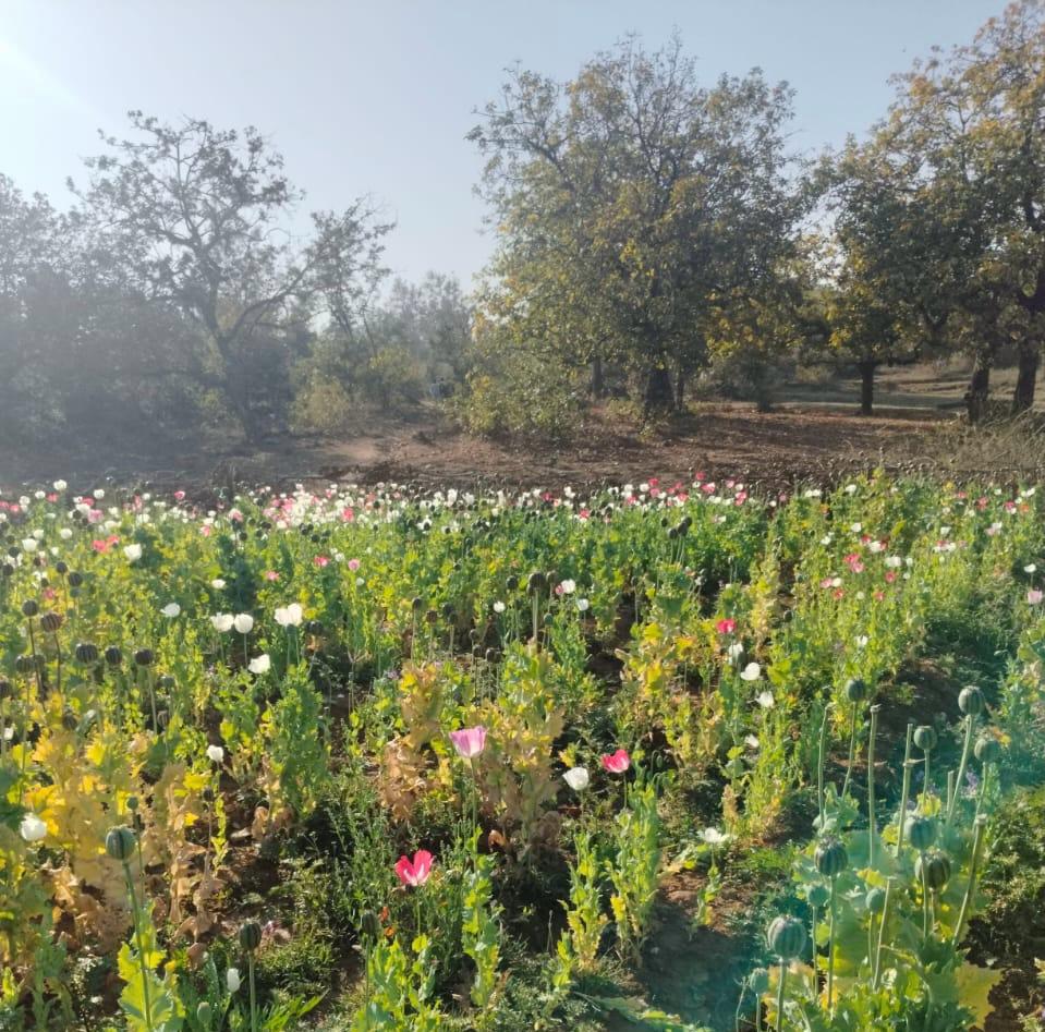 झारखंड के मनातू प्रखंड अंतर्गत रंगिया पंचायत से एक बड़ी और चौंकाने वाली खबर सामने आ रही है। जानकारी के अनुसार, क्षेत्र में लगभग 100 एकड़ जमीन पर अफीम की फसल लहलहाती नजर आ रही है। स्थानीय ग्रामीणों का दावा है कि खुलेआम हो रही इस अवैध खेती पर प्रशासन और पुलिस की नजर अब तक नहीं पड़ी है, जिससे कई सवाल खड़े हो रहे हैं।