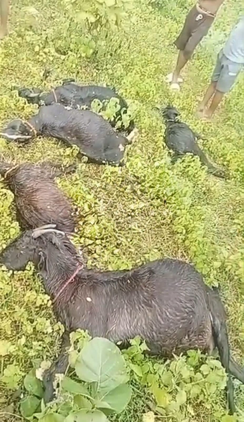 रबदा पंचायत में वज्रपात का कहर, 13 मवेशियों की मौत
